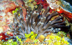 Anemone seen in Grand Cayman August 2008.  Photo taken wi... by Bonnie Conley 